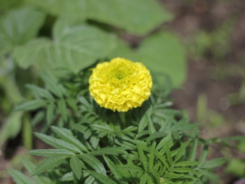 39.	Cravo túnico (Tagetes sp.)
Data da fotografia: 11/06/2018
Utilidade/ função na horta: Muito útil na horta, combate os nemátodos e é repelente de insetos.